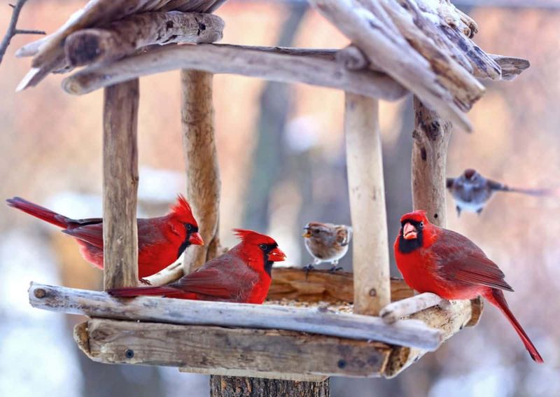 Installing Bird Feeders