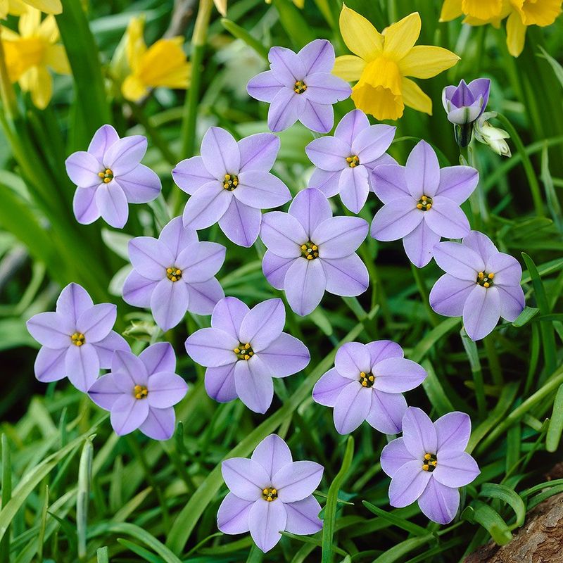 Ipheion