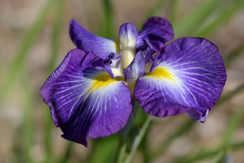 Iris 'Eleanor Roosevelt'