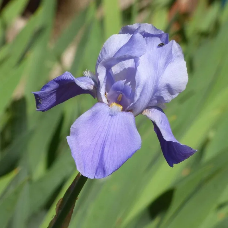 Iris