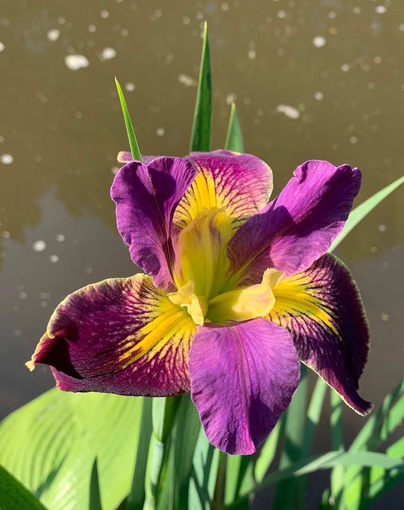 Iris