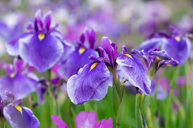 Iris