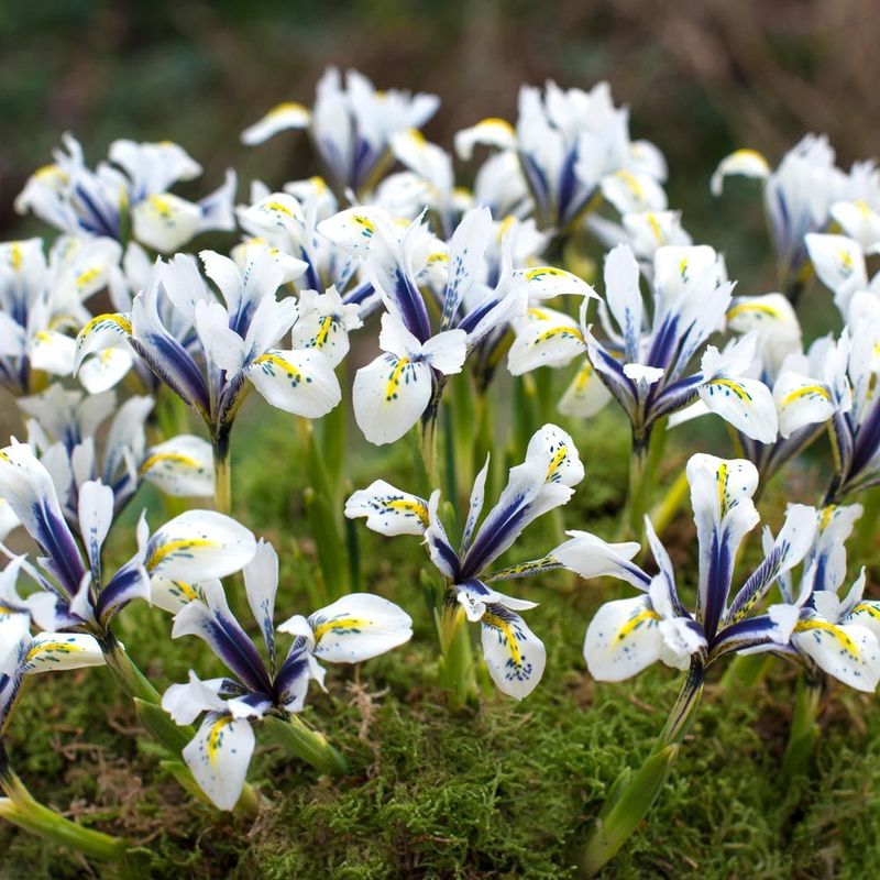 Iris Reticulata