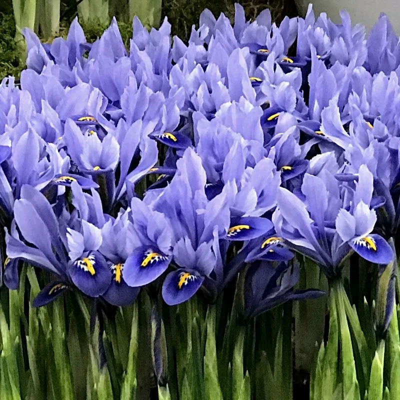 Iris Reticulata