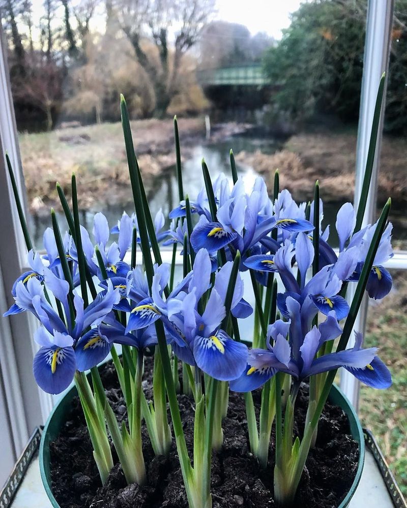 Iris Reticulata