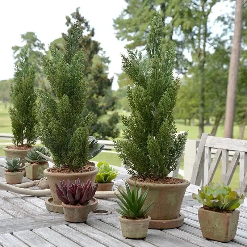 Italian Cypress