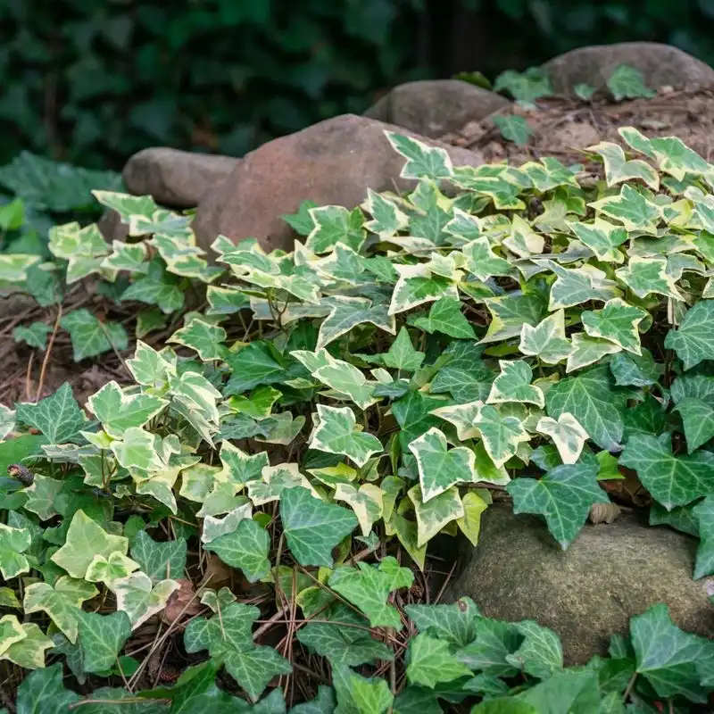 Ivy (Hedera)