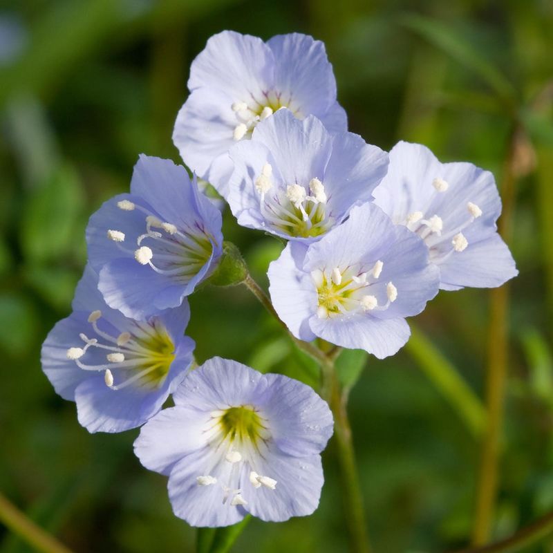 Jacob's Ladder