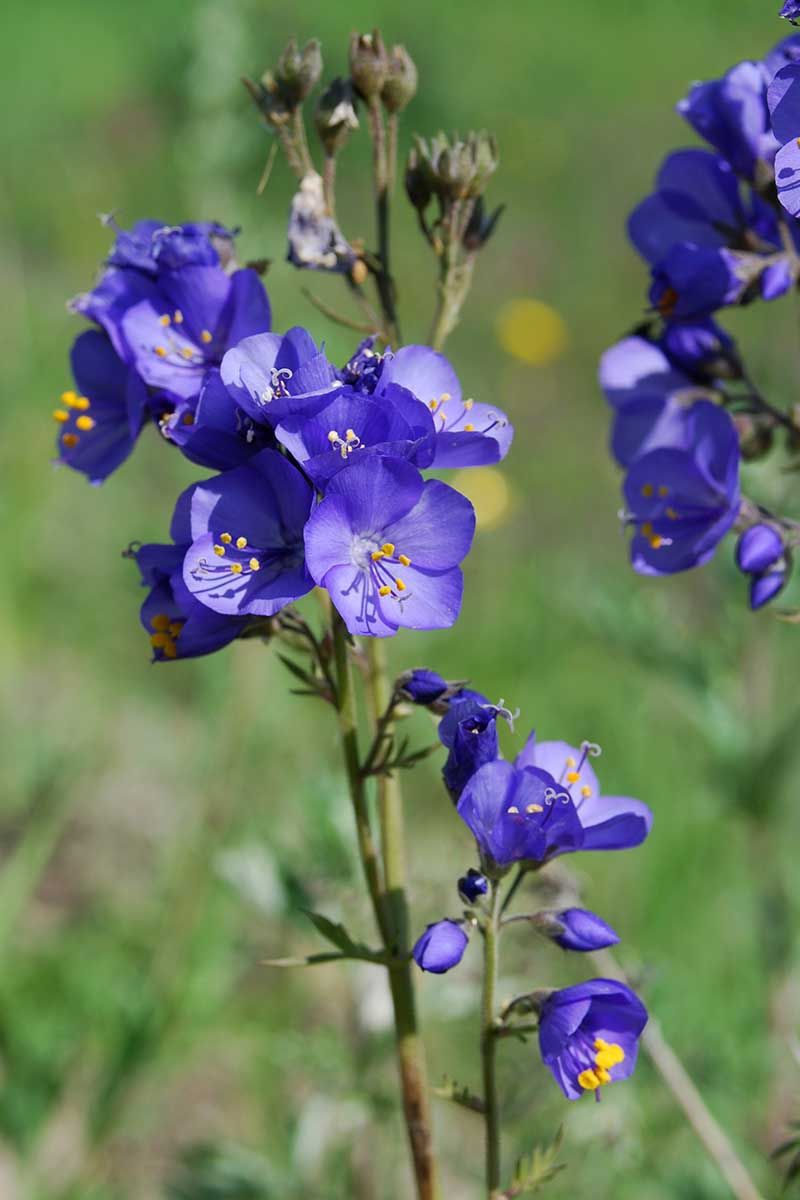 Jacob's Ladder