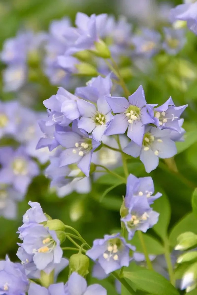 Jacob's Ladder (Polemonium)