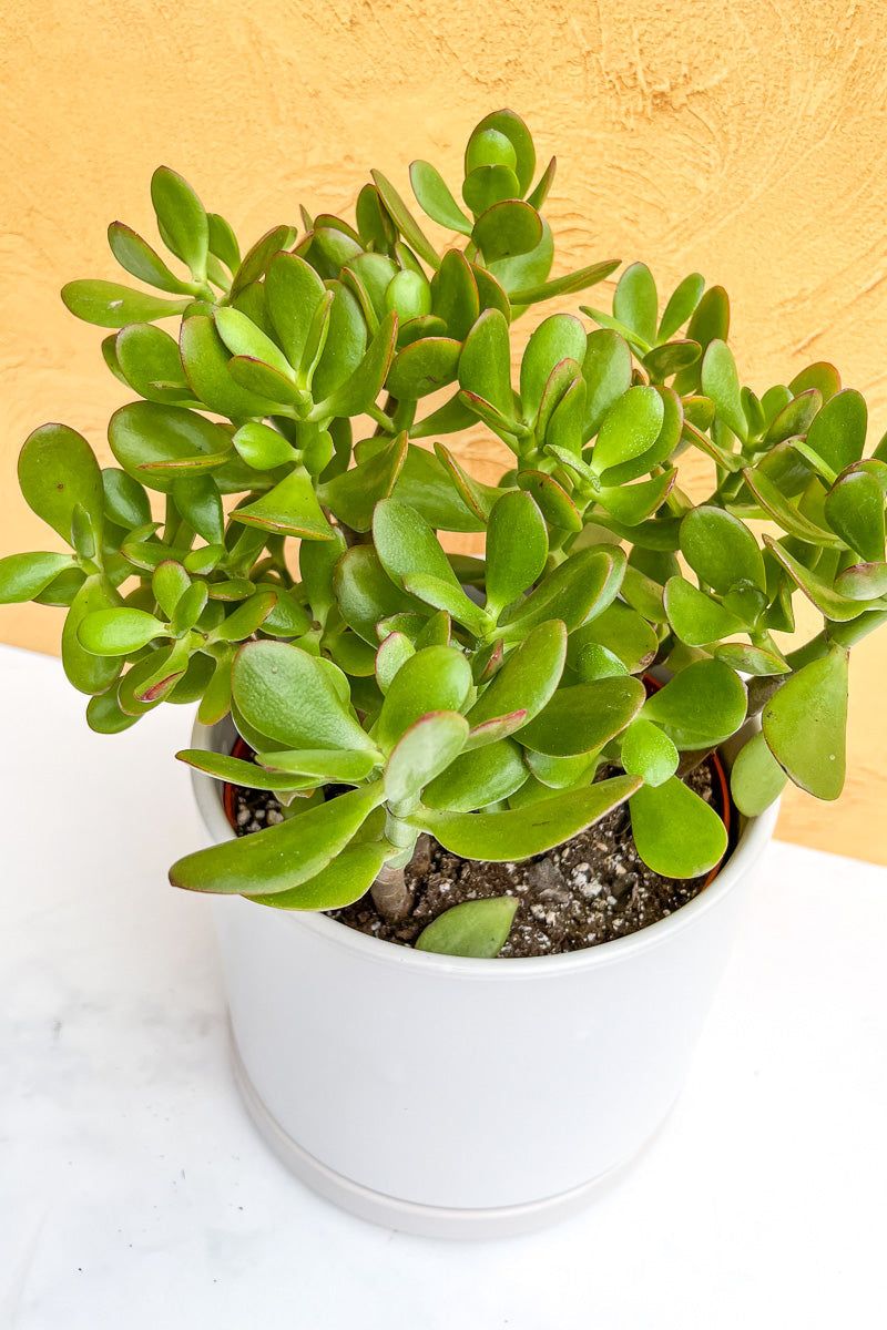 Jade Plant