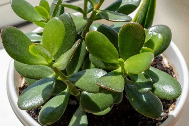 Jade Plant