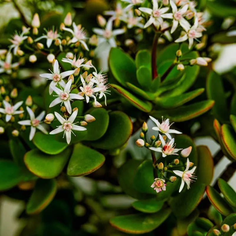 Jade Plant