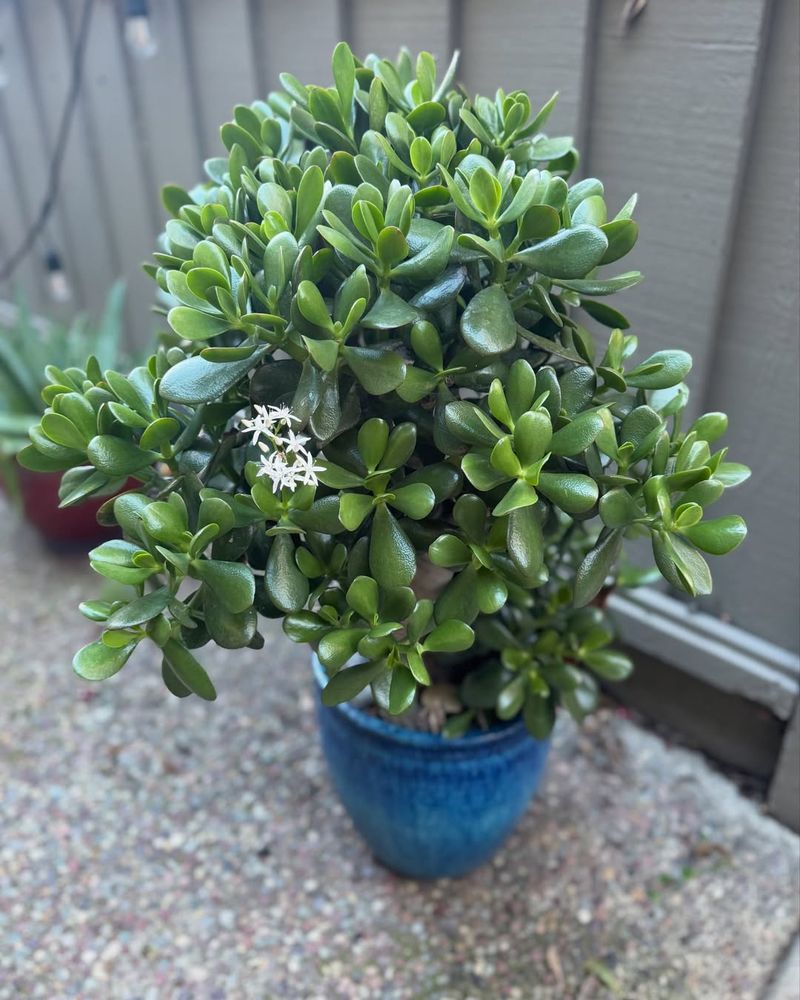 Jade Plant