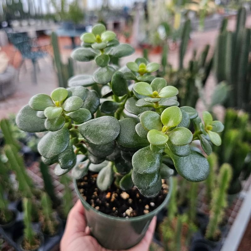 Jade Plant