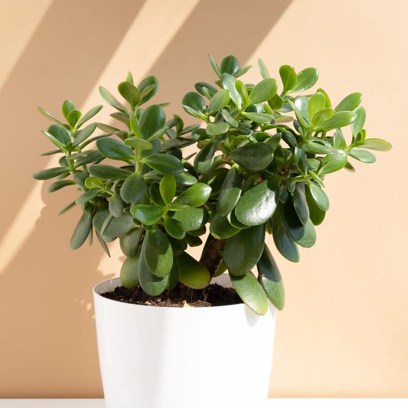 Jade Plant