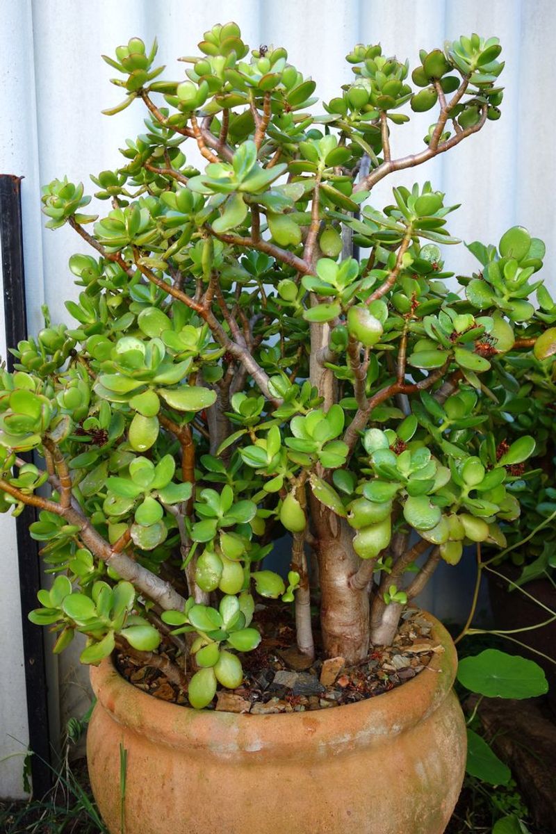 Jade Plant