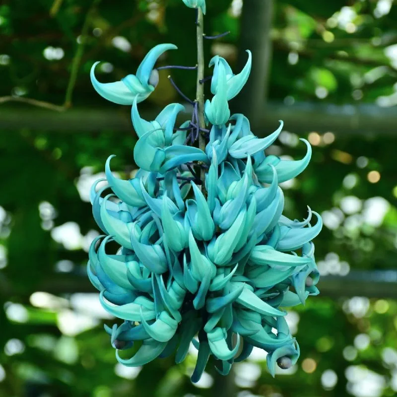 Jade Vine (Strongylodon macrobotrys)