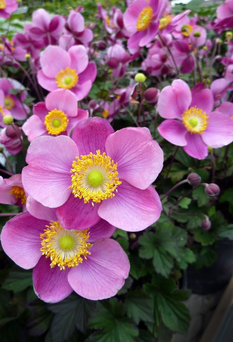 Japanese Anemone