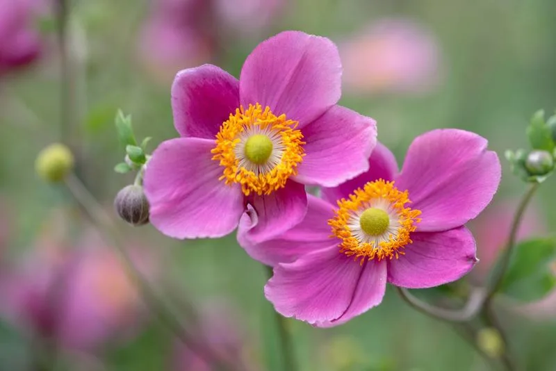 Japanese Anemone