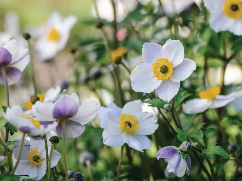 Japanese Anemone