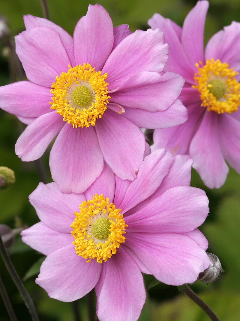 Japanese Anemone