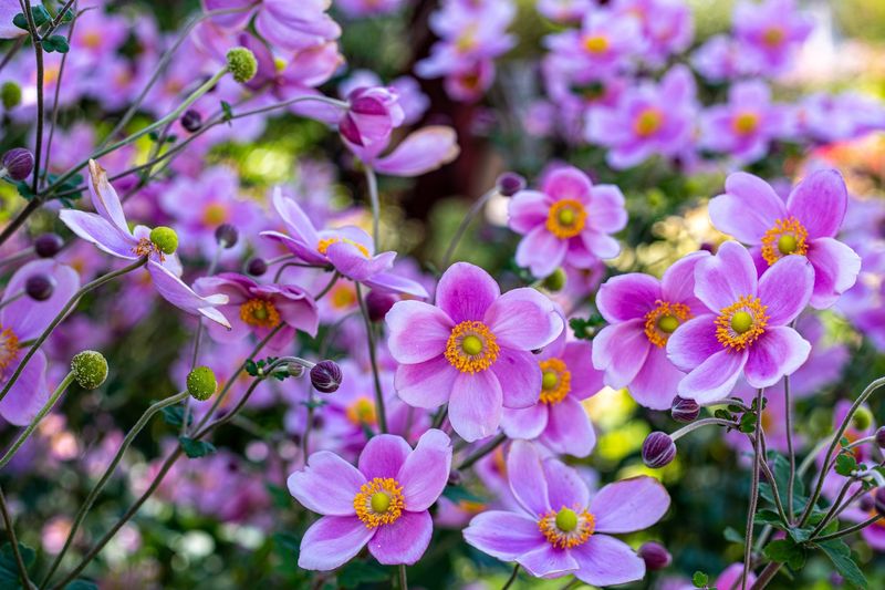 Japanese Anemones