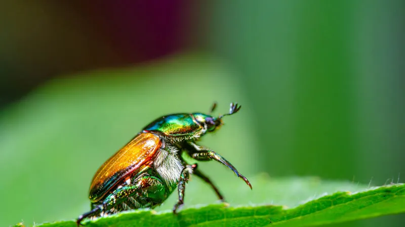 Japanese Beetle