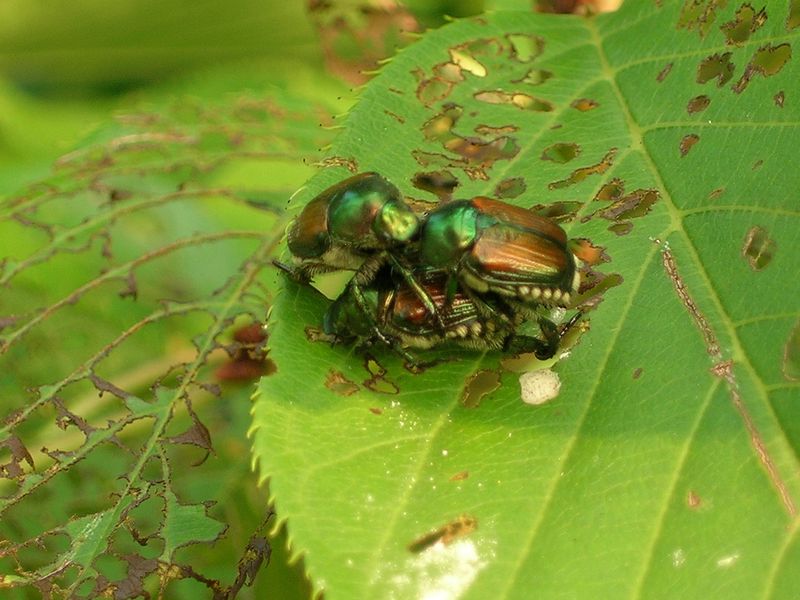 Japanese Beetles