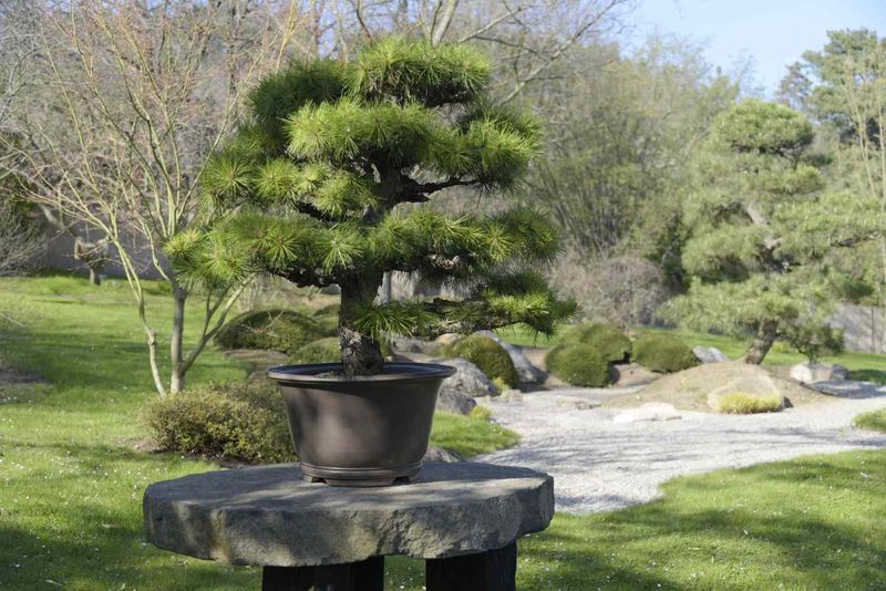 Japanese Black Pine