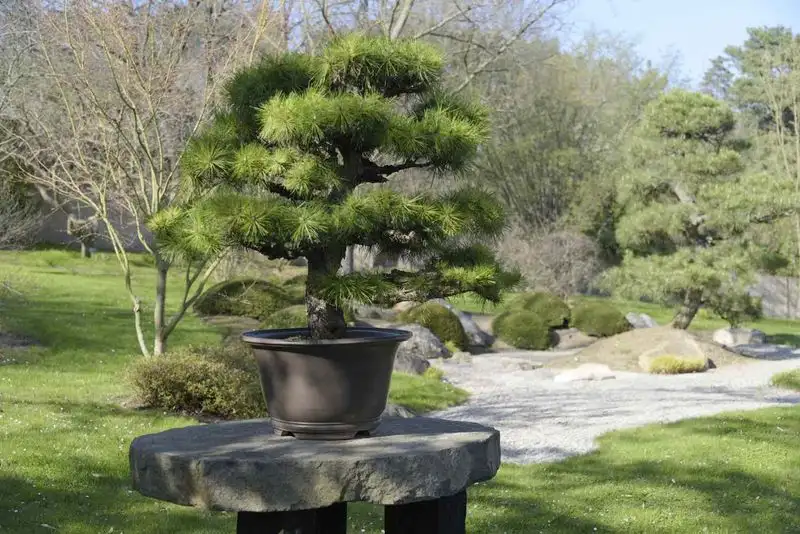 Japanese Black Pine