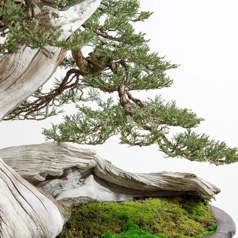 Japanese Bonsai Craft