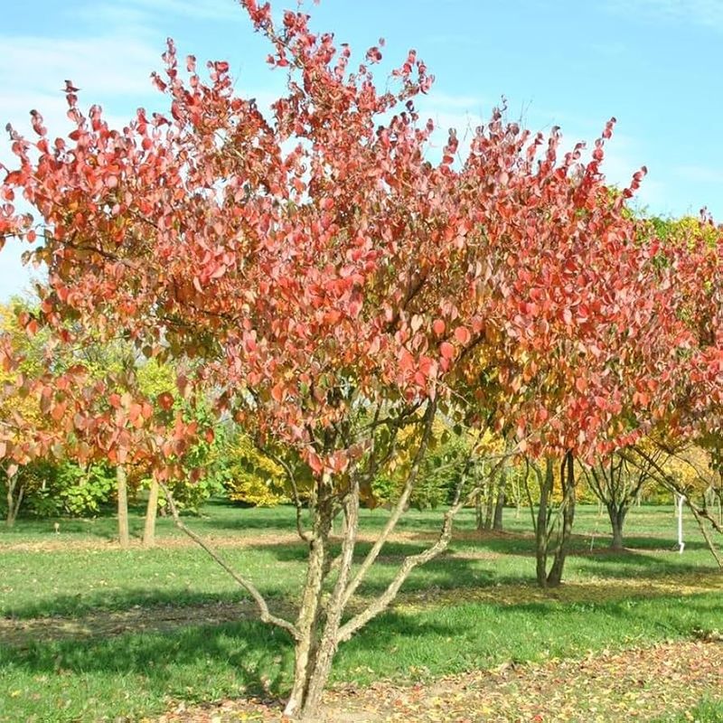 Japanese Dogwood (Cornus officinalis)