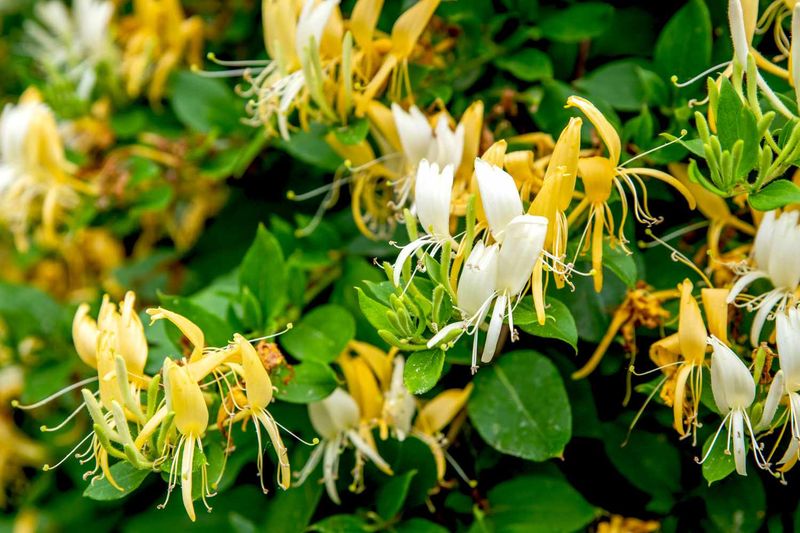 Japanese Honeysuckle