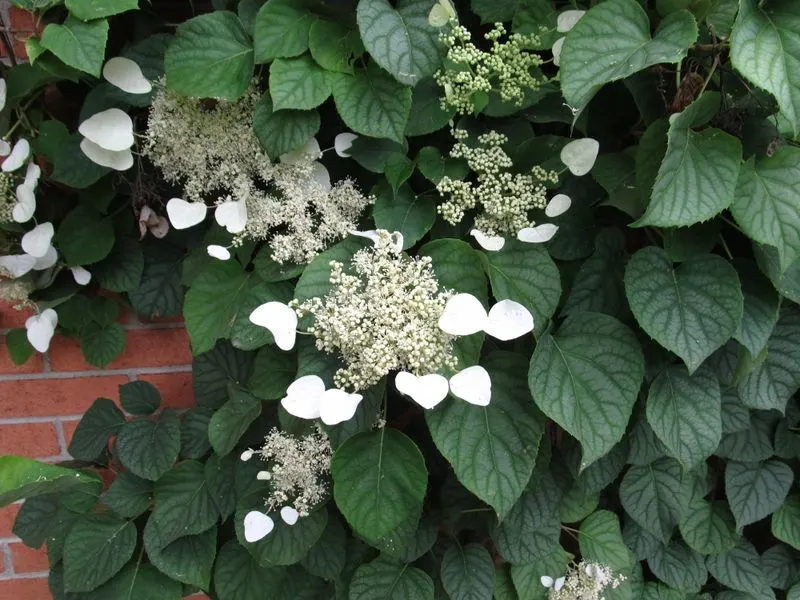 Japanese Hydrangea Vine