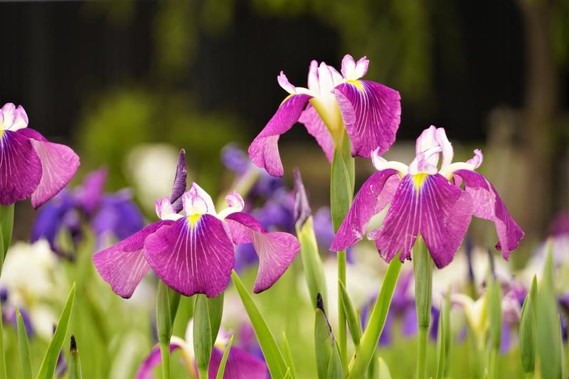 Japanese Iris