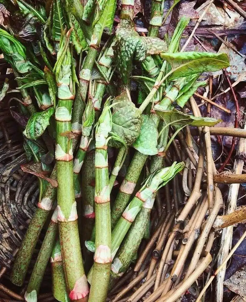 Japanese Knotweed