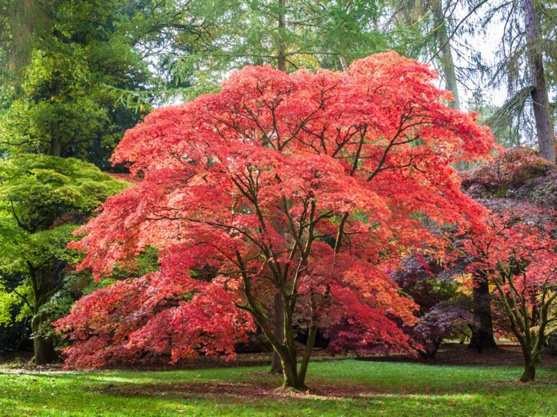 Japanese Maple