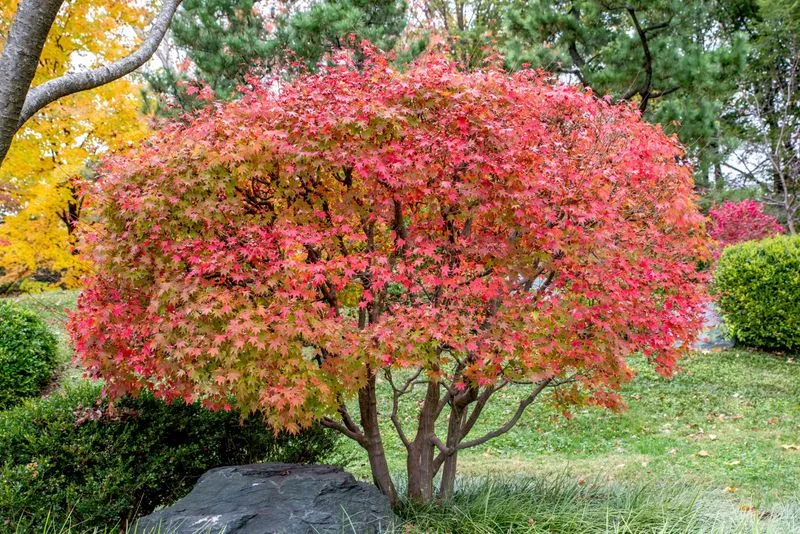 Japanese Maple (Acer palmatum)