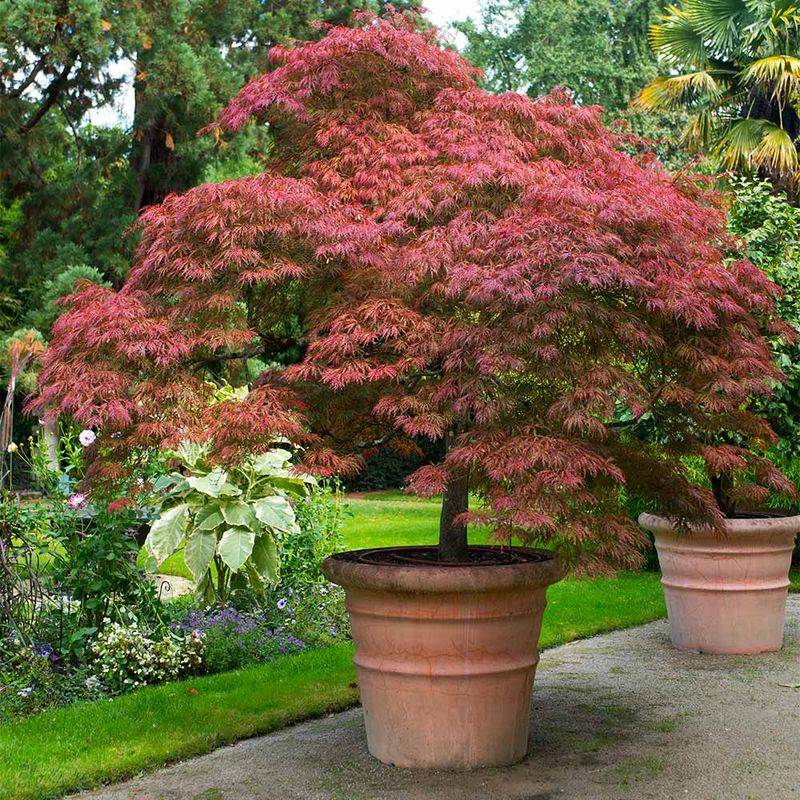 Japanese Maple