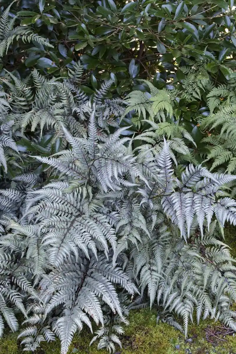 Japanese Painted Fern