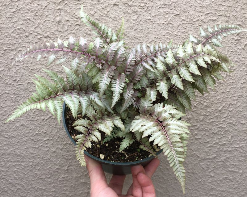 Japanese Painted Fern