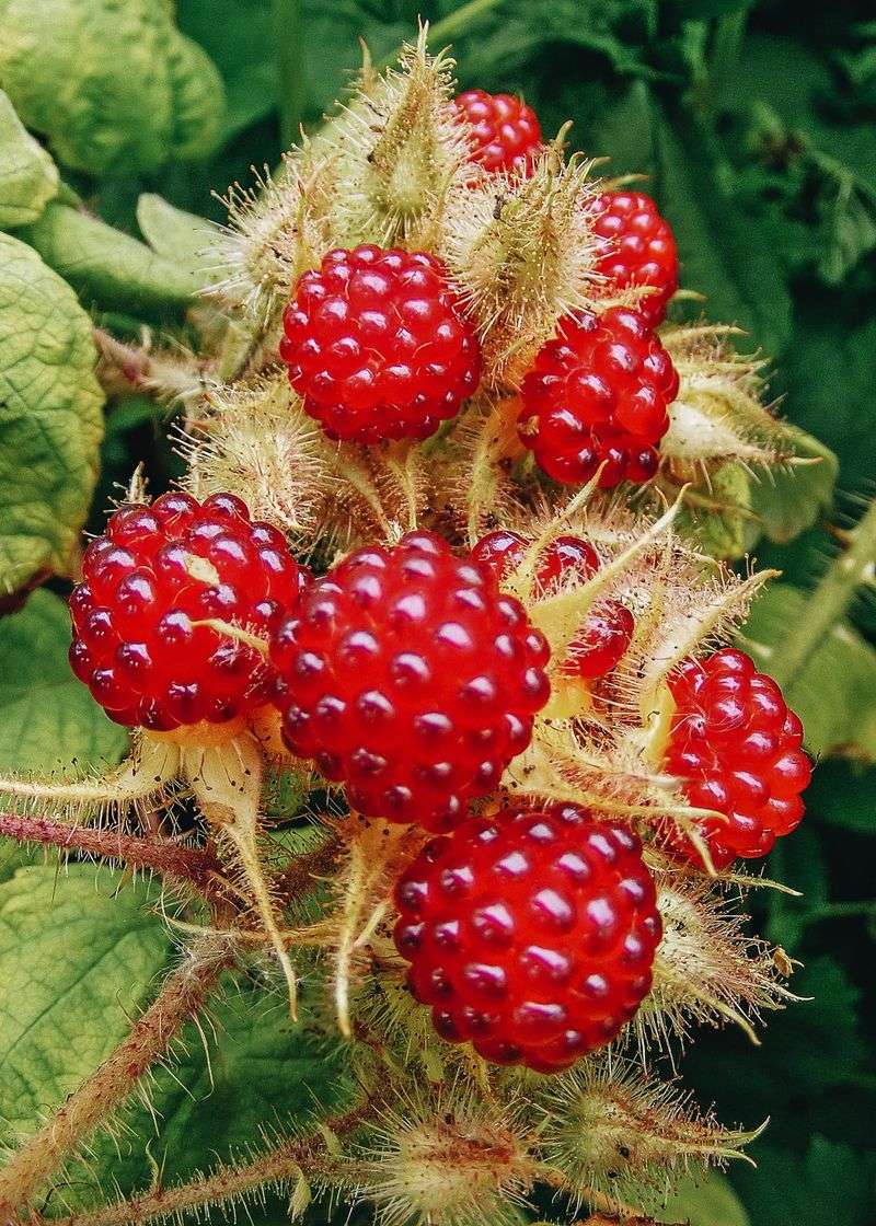 Japanese Wineberry (Rubus phoenicolasius)