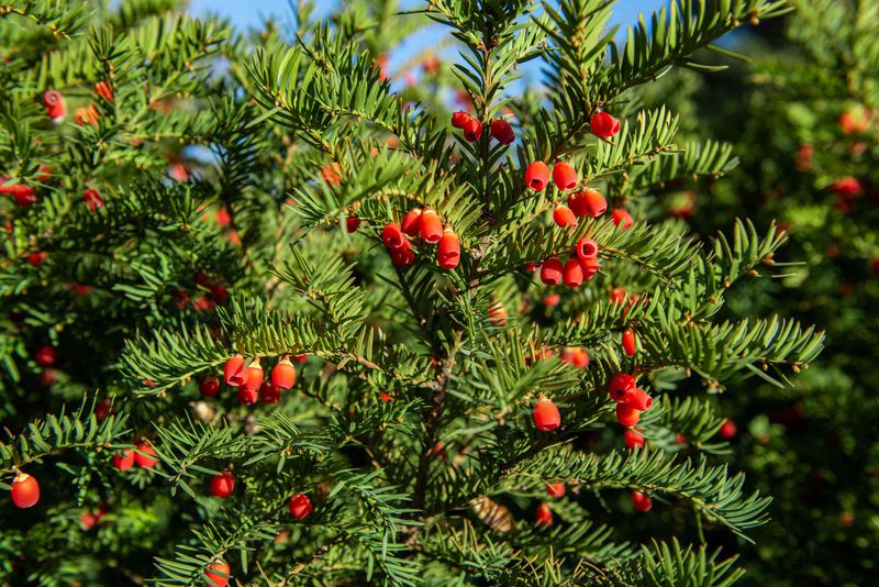 Japanese Yew