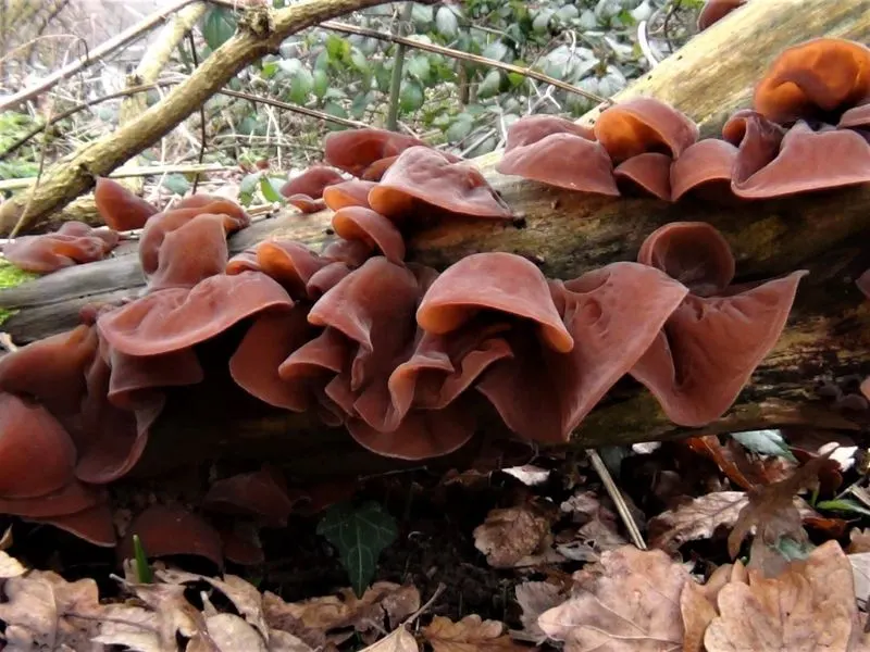 Jelly Ear Mushrooms