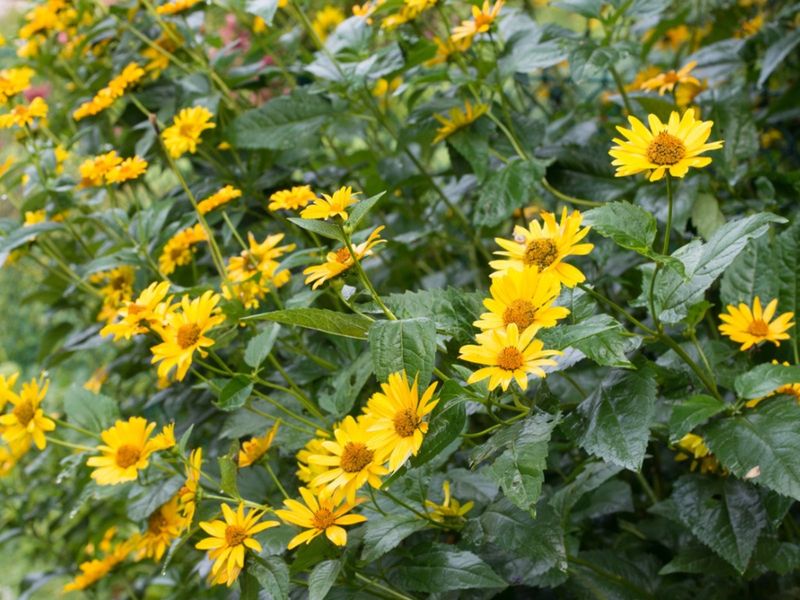 Jerusalem Artichoke