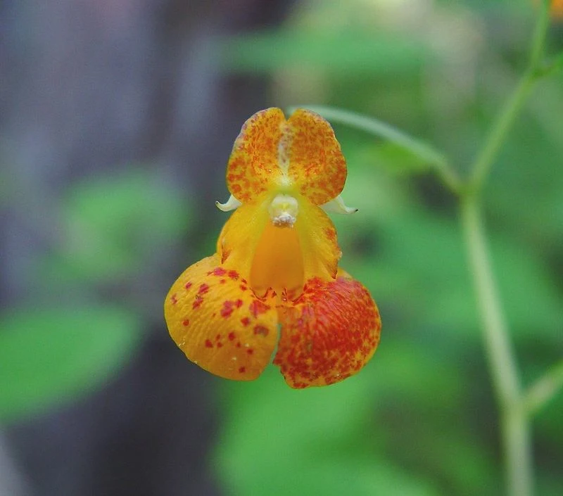 Jewelweed (Impatiens capensis)