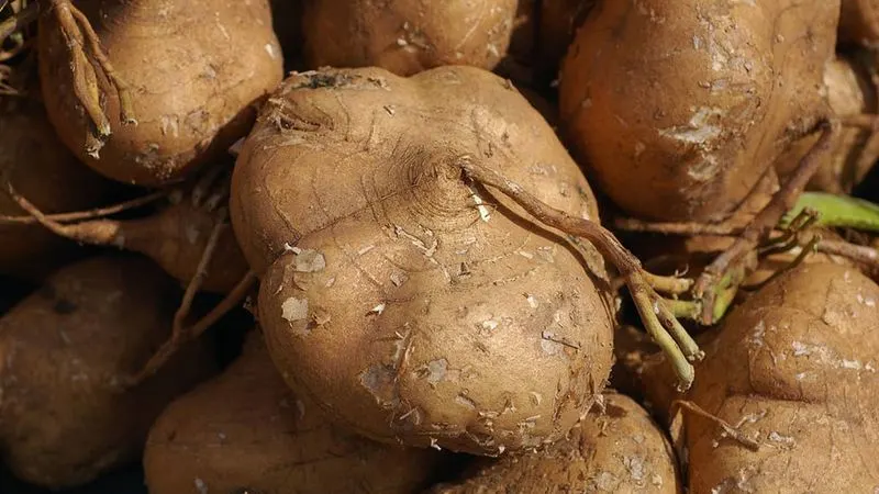 Jicama