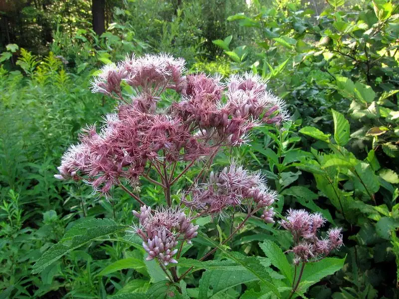 Joe-Pye Weed (Eutrochium purpureum)