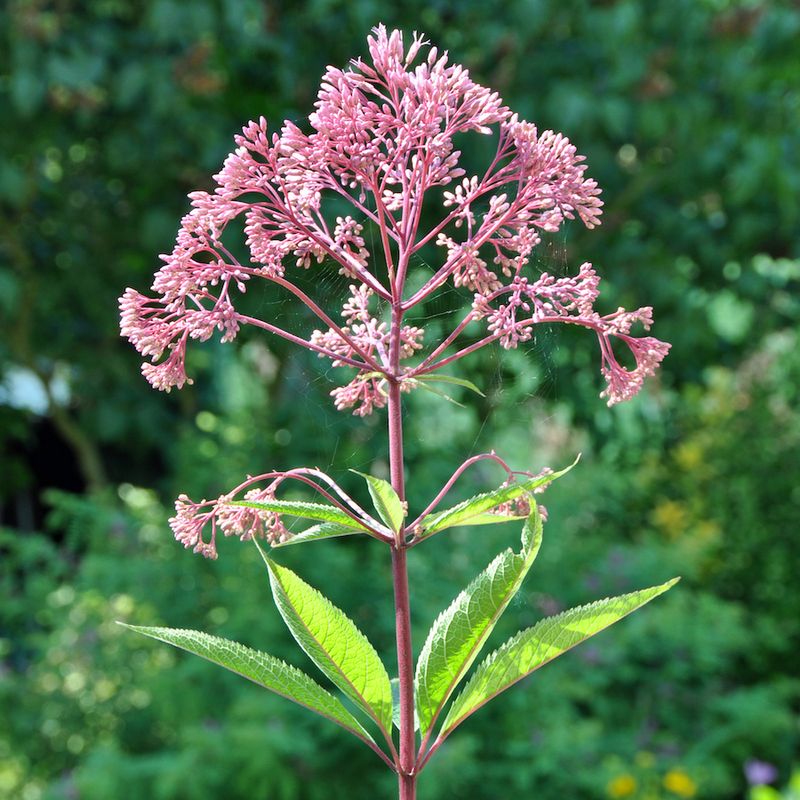 Joe-Pye Weed